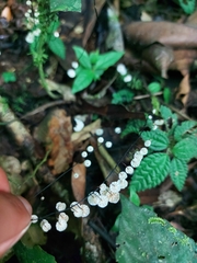 Marasmius multiceps