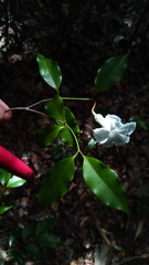 Mascarenhasia