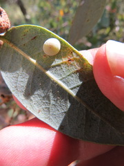 Paracraspis guadaloupensis