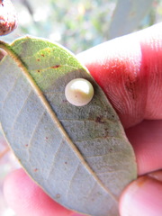 Paracraspis guadaloupensis