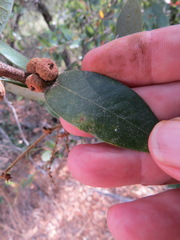 Paracraspis guadaloupensis