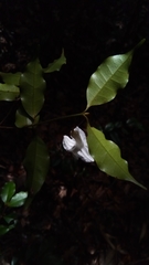 Mascarenhasia