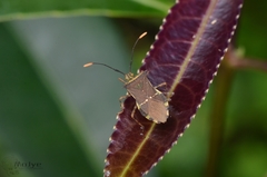 Cletomorpha simulans