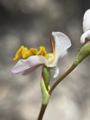 Disa flexuosa
