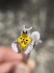 Disa flexuosa