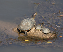 Trachemys scripta elegans