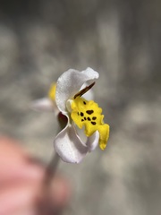 Disa flexuosa