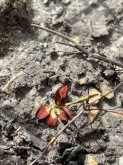 Disa flexuosa