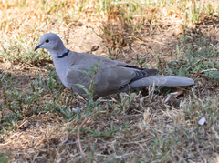 Streptopelia decaocto