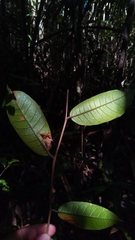 Schizolaena cauliflora image