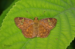 Pseudocoladenia dan