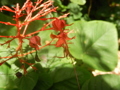 Clerodendrum japonicum