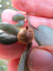 Andricus chrysobalani