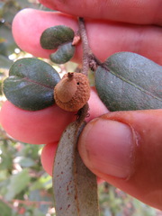 Andricus chrysobalani