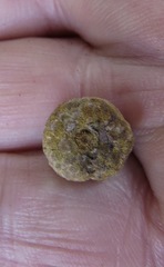 Andricus chrysobalani