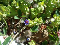 Lysimachia arvensis caerulea