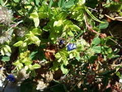 Lysimachia arvensis caerulea