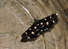 Bocchoris inspersalis