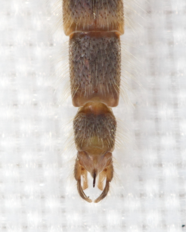Chironomus plumosus