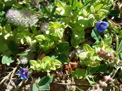 Lysimachia arvensis caerulea