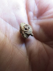 Andricus chrysobalani