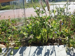 Lysimachia arvensis caerulea