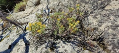 Ericameria cuneata spathulata