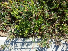 Lysimachia arvensis caerulea