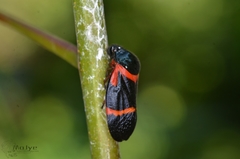 Cosmoscarta egens