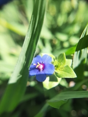 Lysimachia arvensis caerulea