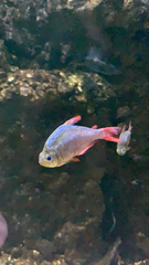 Hyphessobrycon columbianus