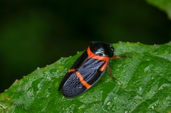 Cosmoscarta egens