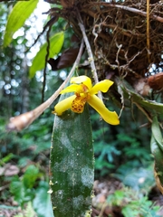 Maxillaria rufescens
