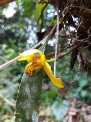 Maxillaria rufescens