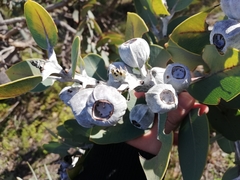 Eucalyptus pleurocarpa