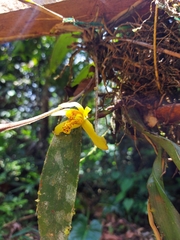 Maxillaria rufescens
