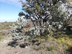 Eucalyptus pleurocarpa