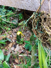 Maxillaria rufescens