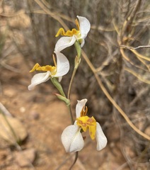 Disa flexuosa