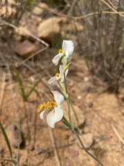 Disa flexuosa