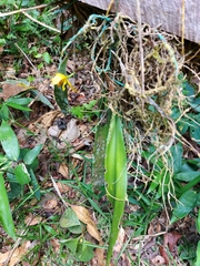Maxillaria rufescens