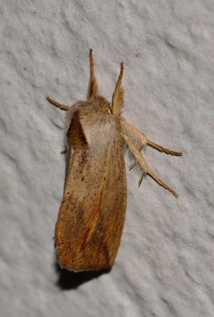 Lopiena