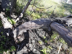 Eucalyptus pleurocarpa