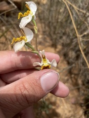 Disa flexuosa