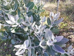 Eucalyptus pleurocarpa