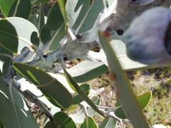 Eucalyptus pleurocarpa