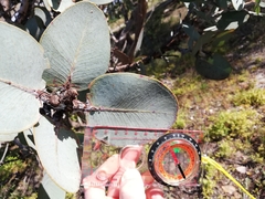 Eucalyptus pleurocarpa