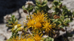 Ericameria cuneata spathulata