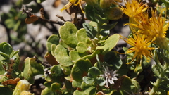 Ericameria cuneata spathulata