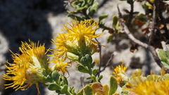 Ericameria cuneata spathulata